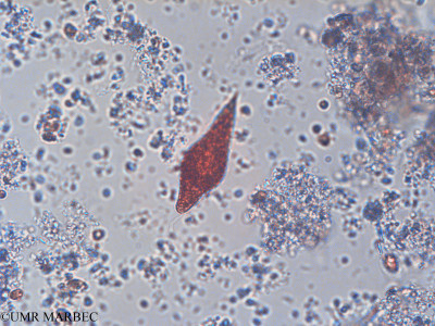 phyto/Pertuis Charentais/Tasdon_st2/PAMPAS 2019-2021/Euglena sp1 (Euglena sp1 cf E. caudata -TASDON_St2_140319-093).tif(copy)_thumb.jpg